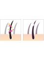Esthetic House CP-1 3 Sec Hair Ringer (Hair Fill-Up Ampoule) - 20 PCS * 13ml